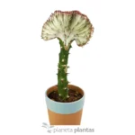 Euphorbia Lctea Cristata Pink - Imagen 3