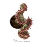 Euphorbia Lctea Cristata Pink - Imagen 2