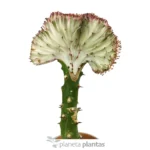 Euphorbia Lctea Cristata Pink