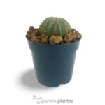 Euphorbia Obesa - Imagen 5