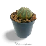 Euphorbia Obesa