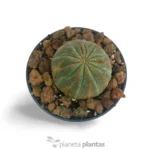 Euphorbia Obesa - Imagen 2