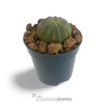 Euphorbia Obesa - Imagen 4