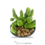 Euphorbia Pseudoglobosa Green