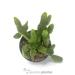 Euphorbia Pseudoglobosa Green - Imagen 5