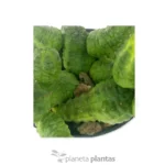 Euphorbia Pseudoglobosa Green - Imagen 4