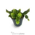 Euphorbia Pseudoglobosa Green - Imagen 3