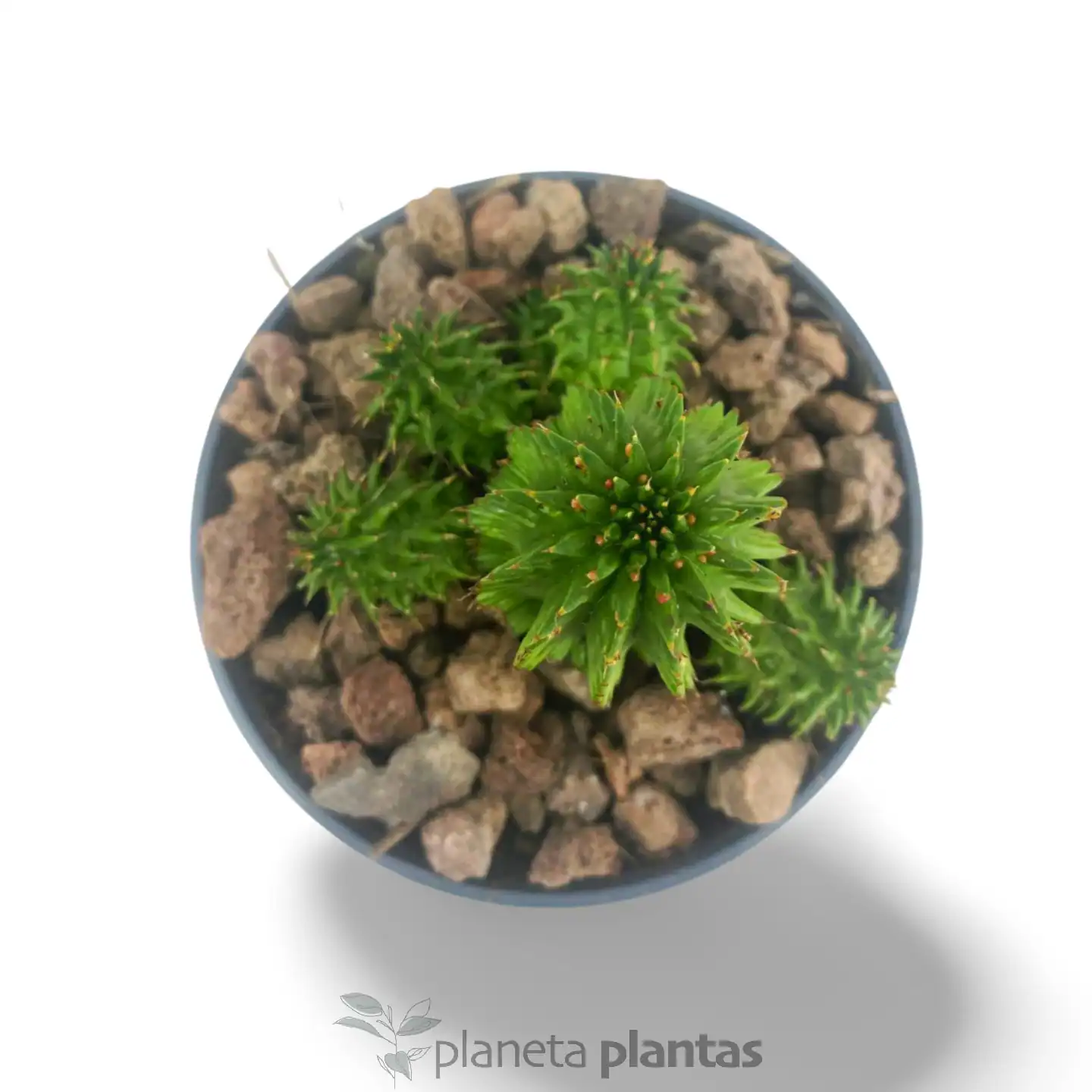 Euphorbia_Susannae_4.webp Euphorbia Susannae - Imagen 1