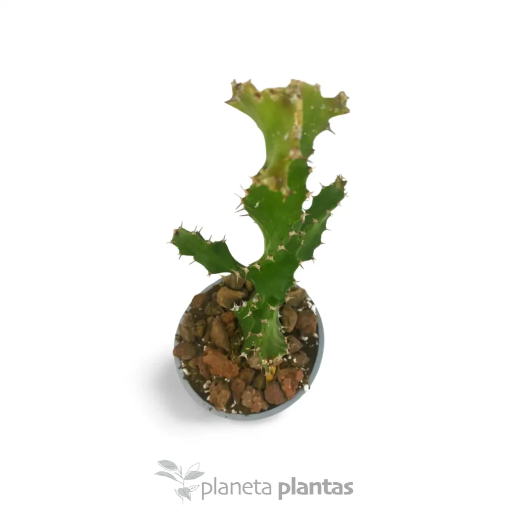 Suculentas y Cactus - Suculentas y Cactus directos del Productor Euphorbia Tortirama 2 - Suculentas y Cactus directos del Productor