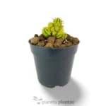 Euphorbia Aggregata Variegata - Imagen 3