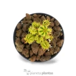 Euphorbia Aggregata Variegata - Imagen 2