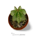 Euphorbia Anoplia 'Mother Hubbard' - Imagen 3