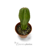 Euphorbia Anoplia 'Mother Hubbard' - Imagen 2