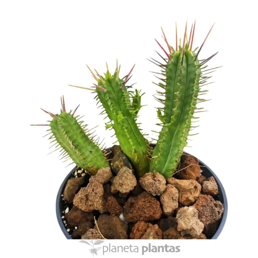 Euphorbia enopla Pink 2 - Suculentas y Cactus directos del Productor