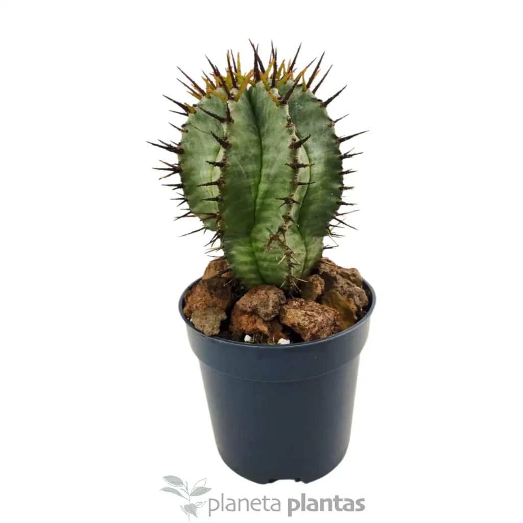 Euphorbia horrida Boiss - Suculentas y Cactus directos del Productor