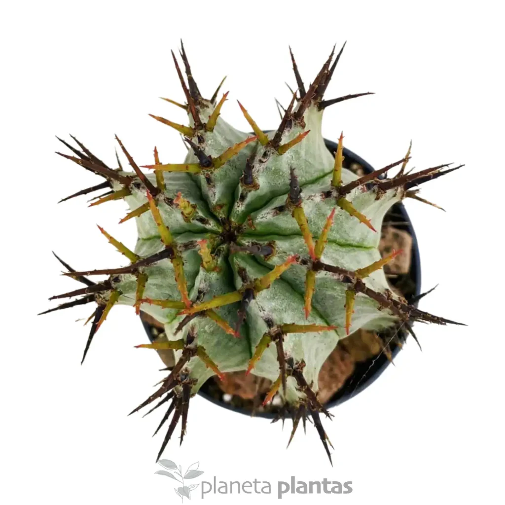Euphorbia horrida Boiss 2 - Suculentas y Cactus directos del Productor