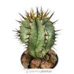 Euphorbia Horrida Boiss - Imagen 4