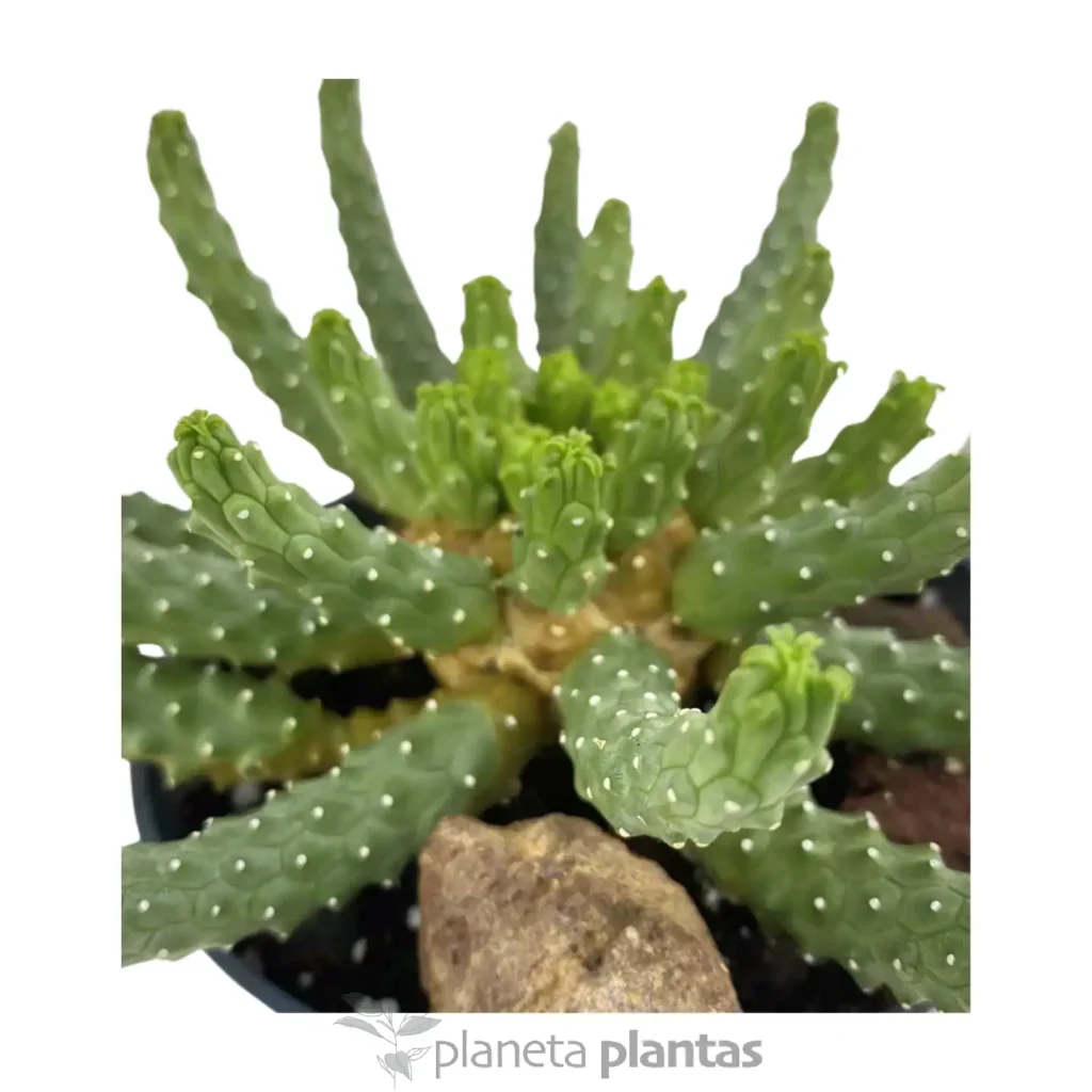 Euphorbia inermis - Suculentas y Cactus directos del Productor