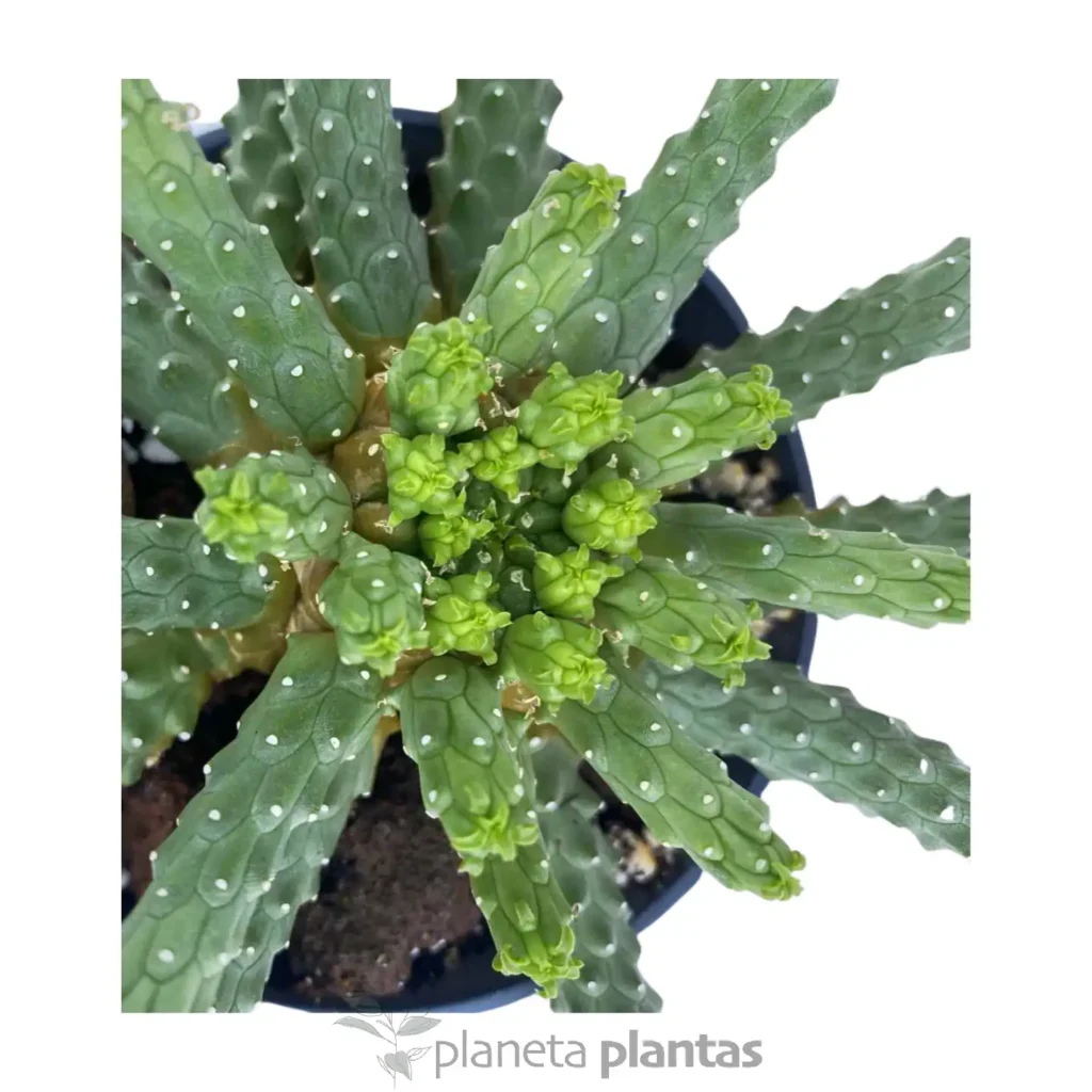 Euphorbia inermis 5 - Suculentas y Cactus directos del Productor