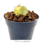 Euphorbia Meloformis Variegata - Imagen 2