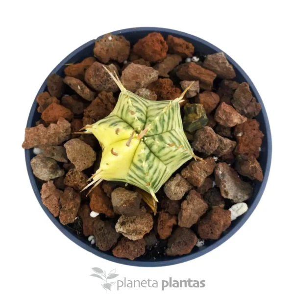 Euphorbia Meloformis Variegata