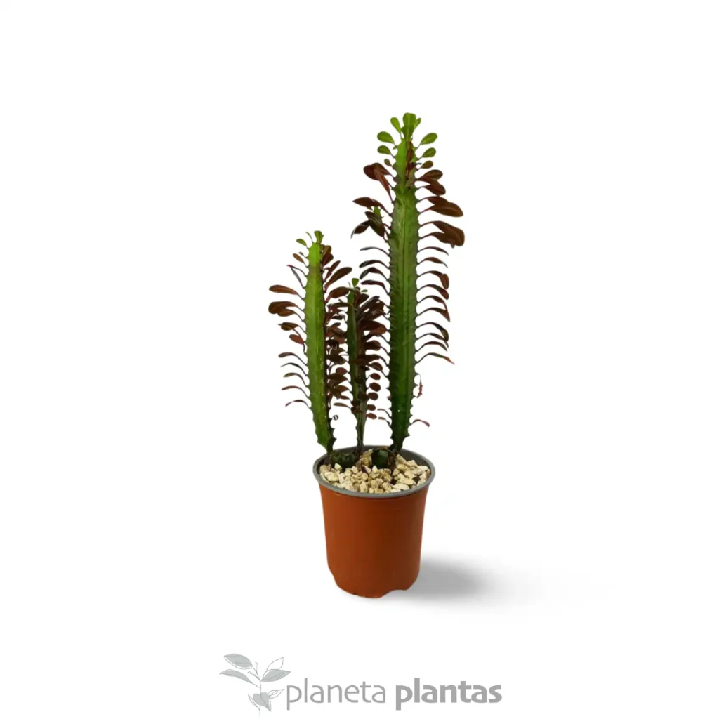 Euphorbia trigona rubra - Suculentas y Cactus directos del Productor