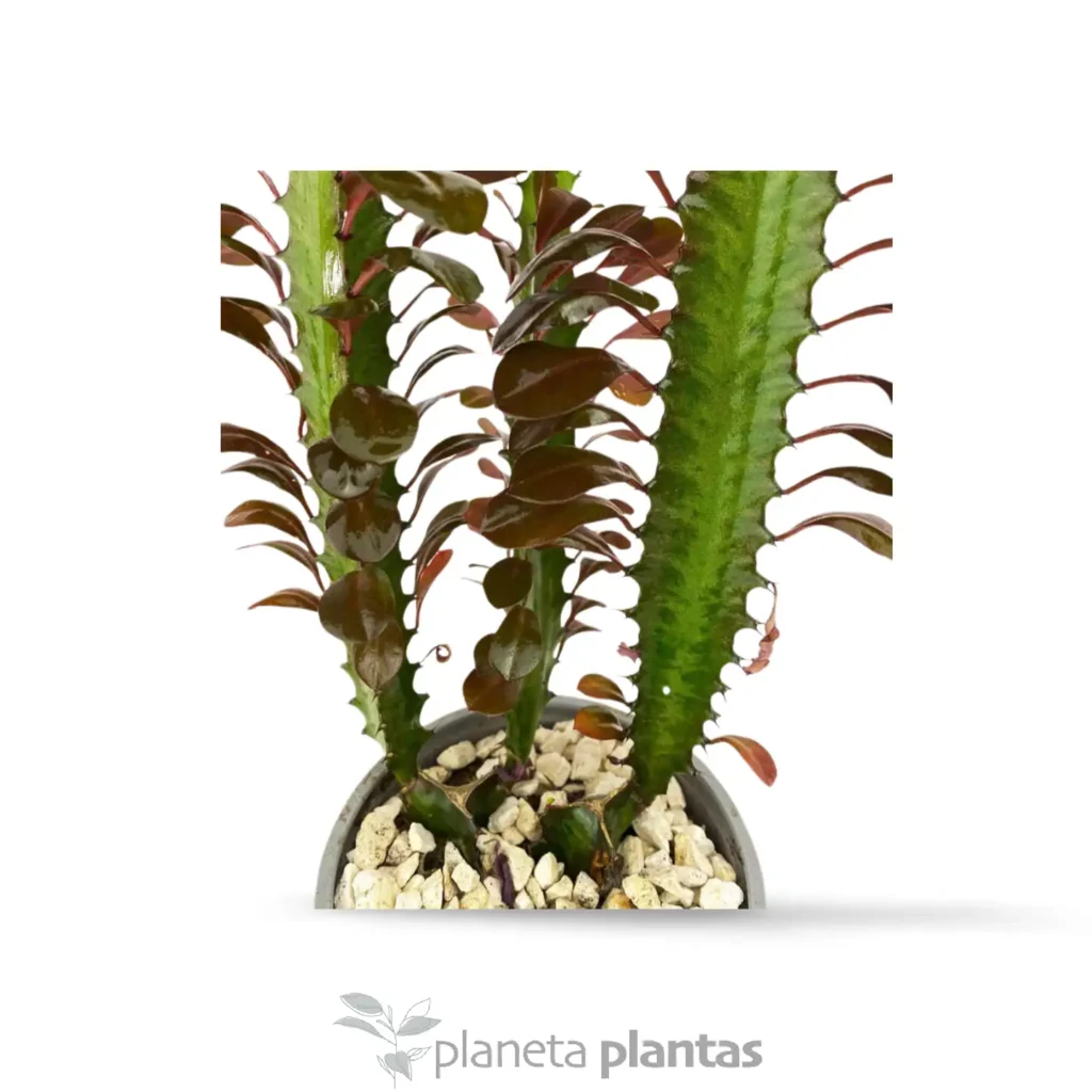 Euphorbia trigona rubra 3 - Suculentas y Cactus directos del Productor