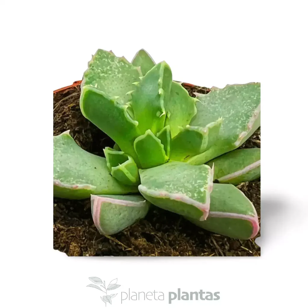 FAUCARIA TIGRINA 02 2 - Suculentas y Cactus directos del Productor