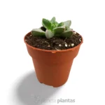 Faucaria Tigrina - Imagen 2