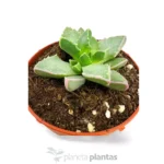 Faucaria Tigrina - Imagen 5