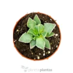 Faucaria Tigrina - Imagen 4