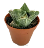 Boca De Tigre - (Faucaria Tigrina ) - Imagen 2