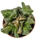 Boca De Tigre - (Faucaria Tigrina ) - Imagen 3