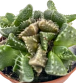 Boca De Tigre - (Faucaria Tigrina ) - Imagen 4