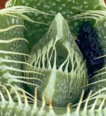 Boca De Tigre - (Faucaria Tigrina ) - Imagen 5