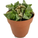 Boca De Tigre - (Faucaria Tigrina )