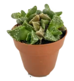 Boca De Tigre - (Faucaria Tigrina )