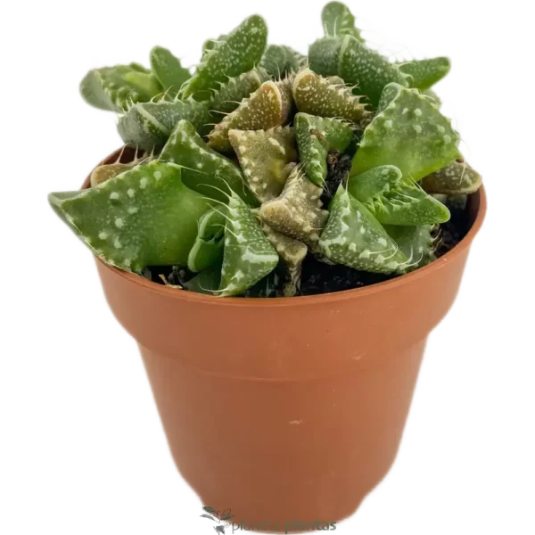 Boca De Tigre - (Faucaria Tigrina )