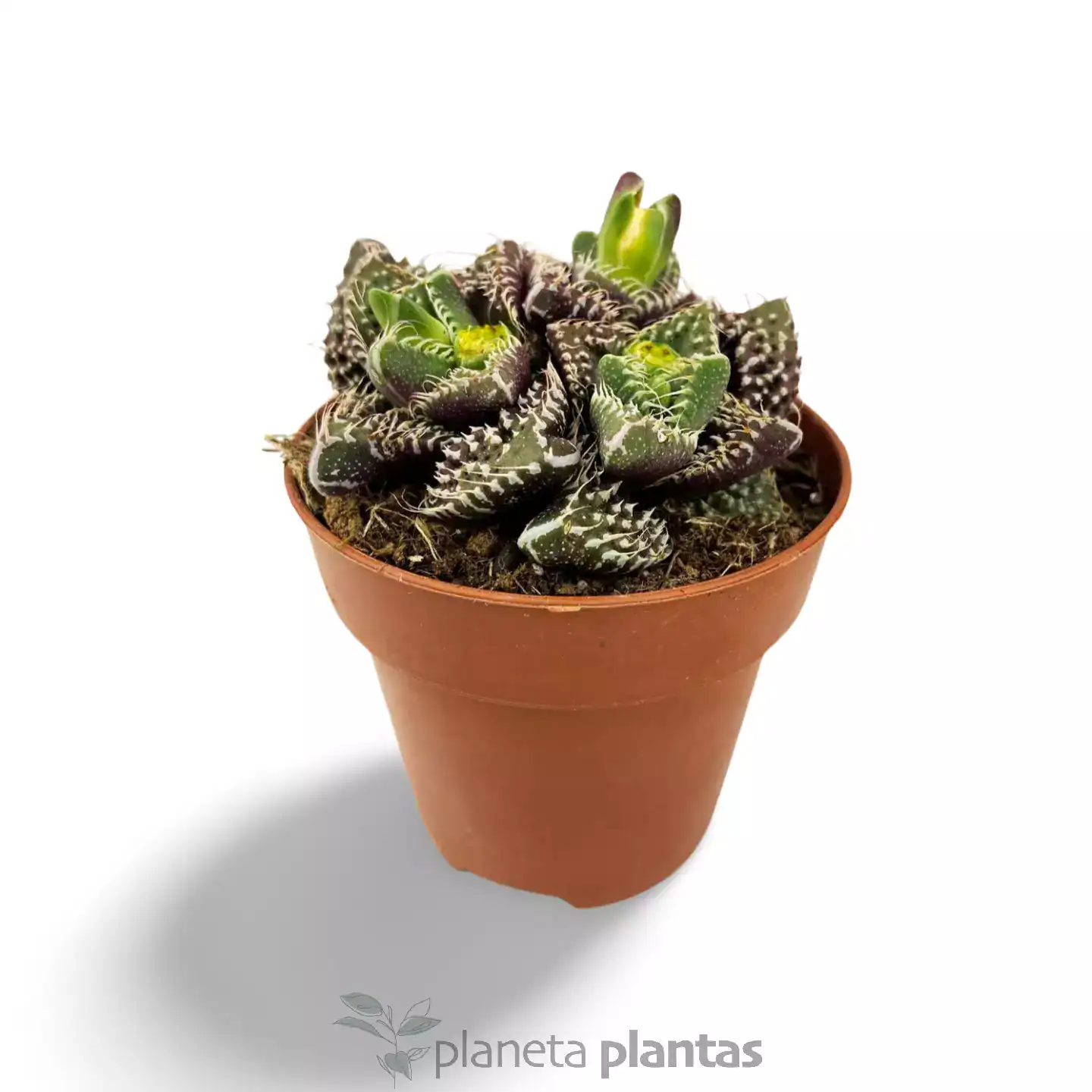 Faucaria_Tuberculosa.webp Faucaria Tuberculosa - Imagen 1