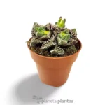 Faucaria Tuberculosa - Imagen 2