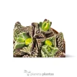 Faucaria Tuberculosa - Imagen 3