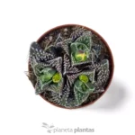 Faucaria Tuberculosa - Imagen 4