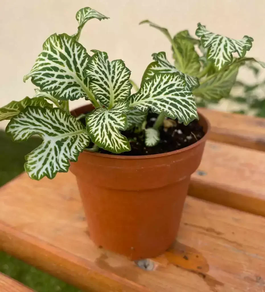 Fitonia blanca 01 - Suculentas y Cactus directos del Productor