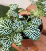 Fitonia Blanca - Imagen 2