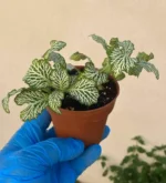 Fitonia Blanca - Imagen 3