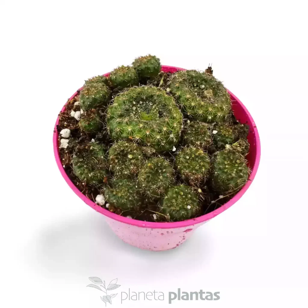 Frailea pumila 02 - Suculentas y Cactus directos del Productor