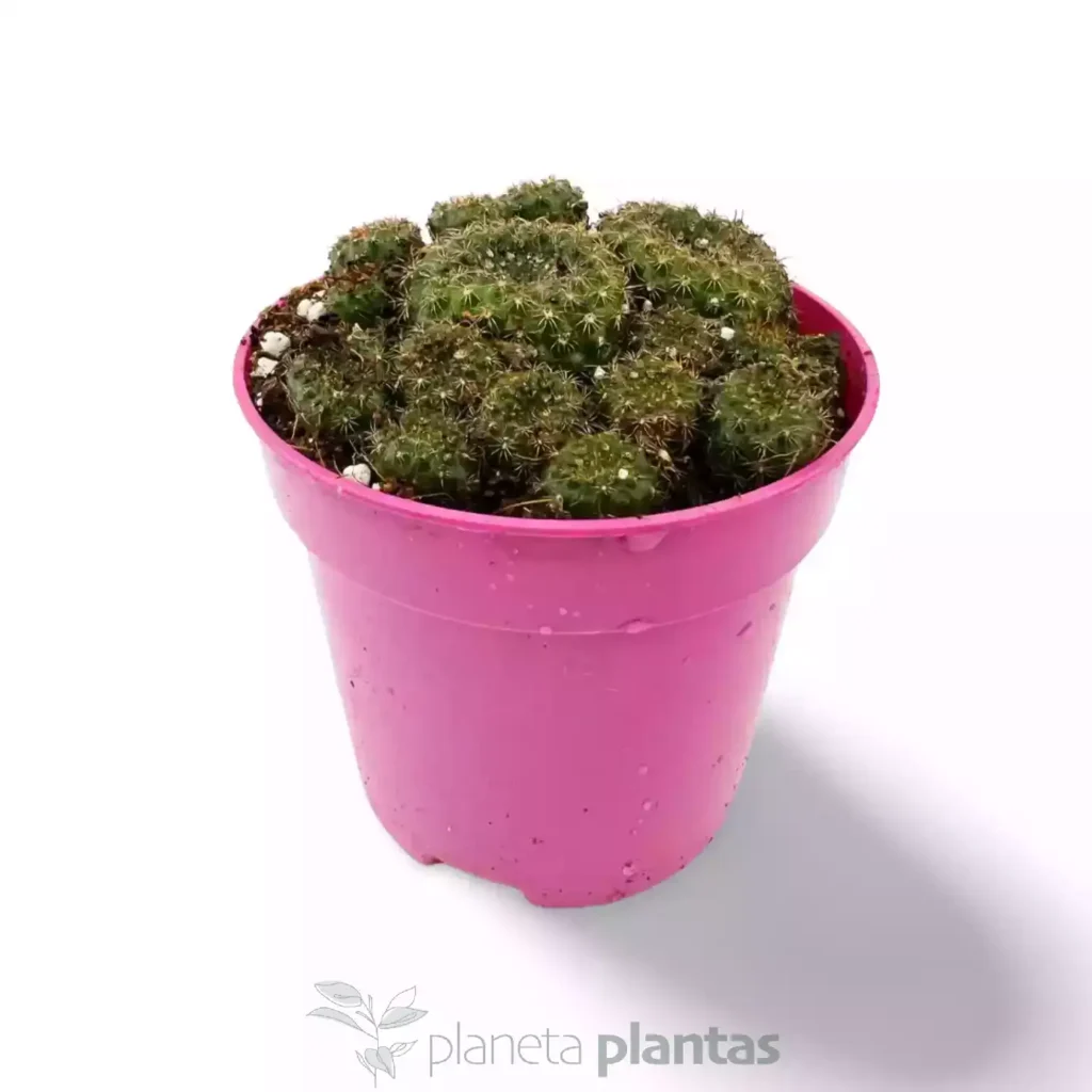 Frailea pumila - Suculentas y Cactus directos del Productor