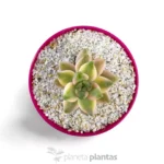 Graptoveria Victoria Kane - Imagen 2