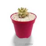 Graptoveria Victoria Kane - Imagen 4