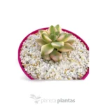 Graptoveria Victoria Kane